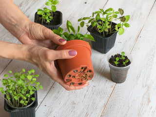 How to Repot Succulents