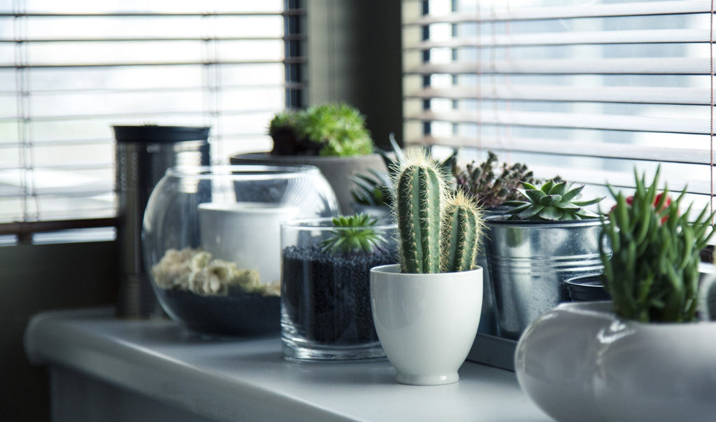 How to Care for Succulents Indoors