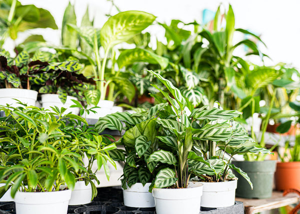 House Plants