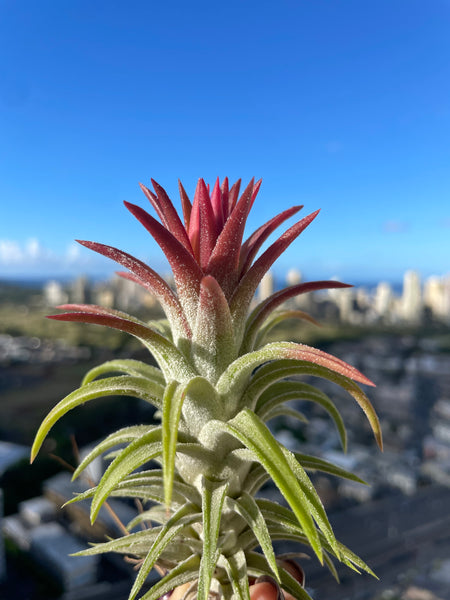 フラワー・ガーデニング Tillandsia ionantha vanhyningii minor Tillandsia Ionantha Vanhyningii Air Plant [Single Plant