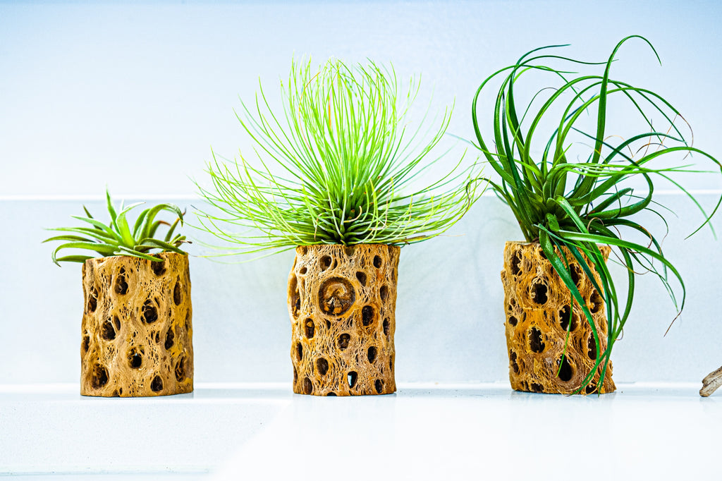Air Plant Collection - Beginner (3 Pack)