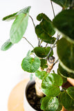 Tropical Plant Aralia Fabian