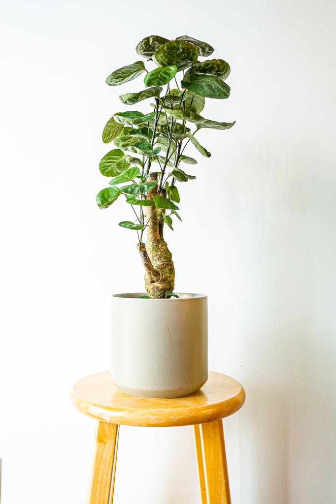 Tropical Plant Aralia Fabian