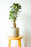 Tropical Plant Aralia Fabian