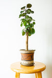 Tropical Plant Aralia Fabian