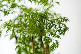 Tropical Plant Aralia Ming