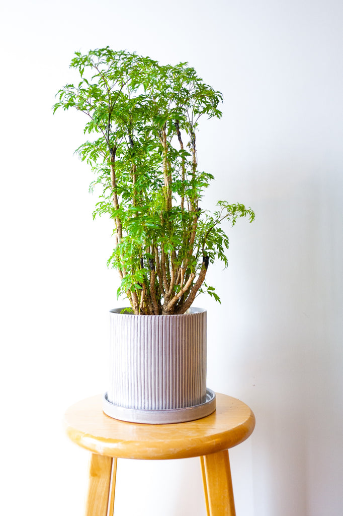 Tropical Plant Aralia Ming