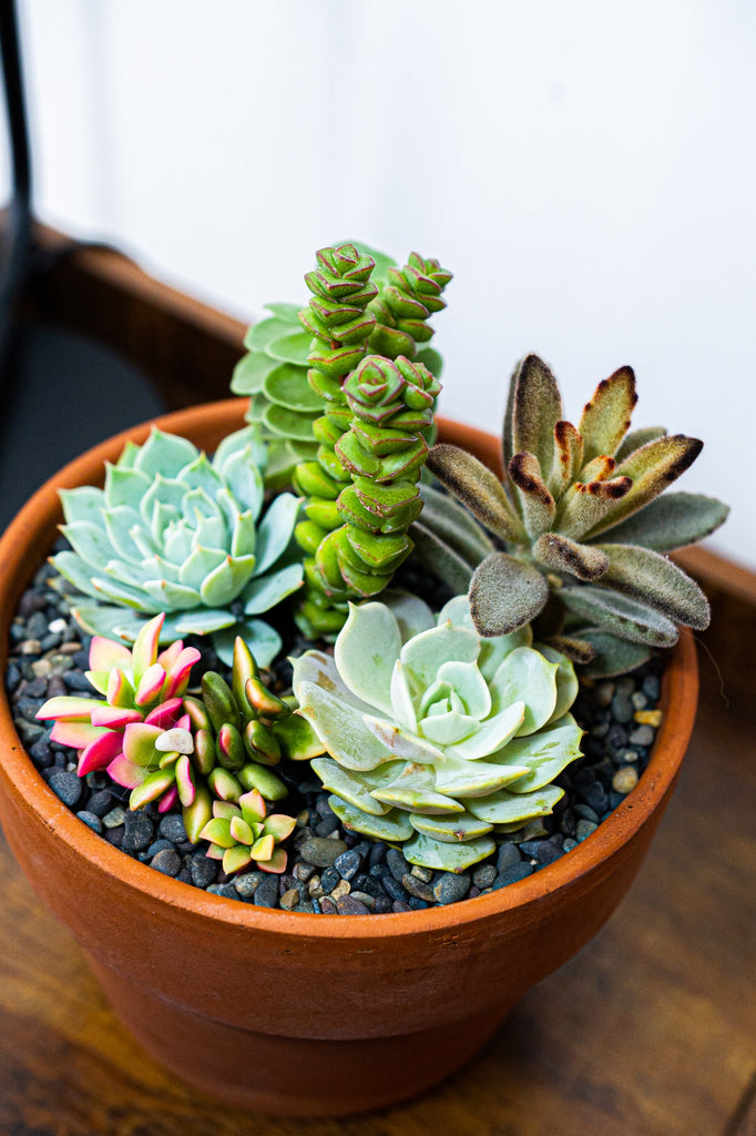 Select Succulent Assortment