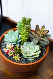Select Succulent Assortment