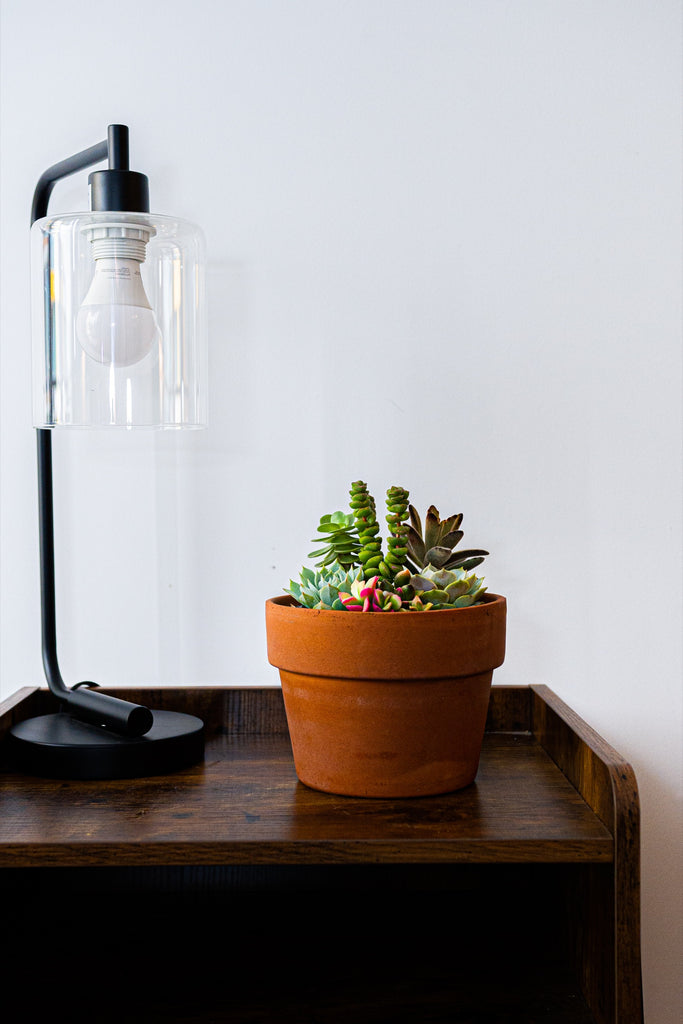 Select Succulent Assortment