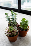 Select Succulent Assortment