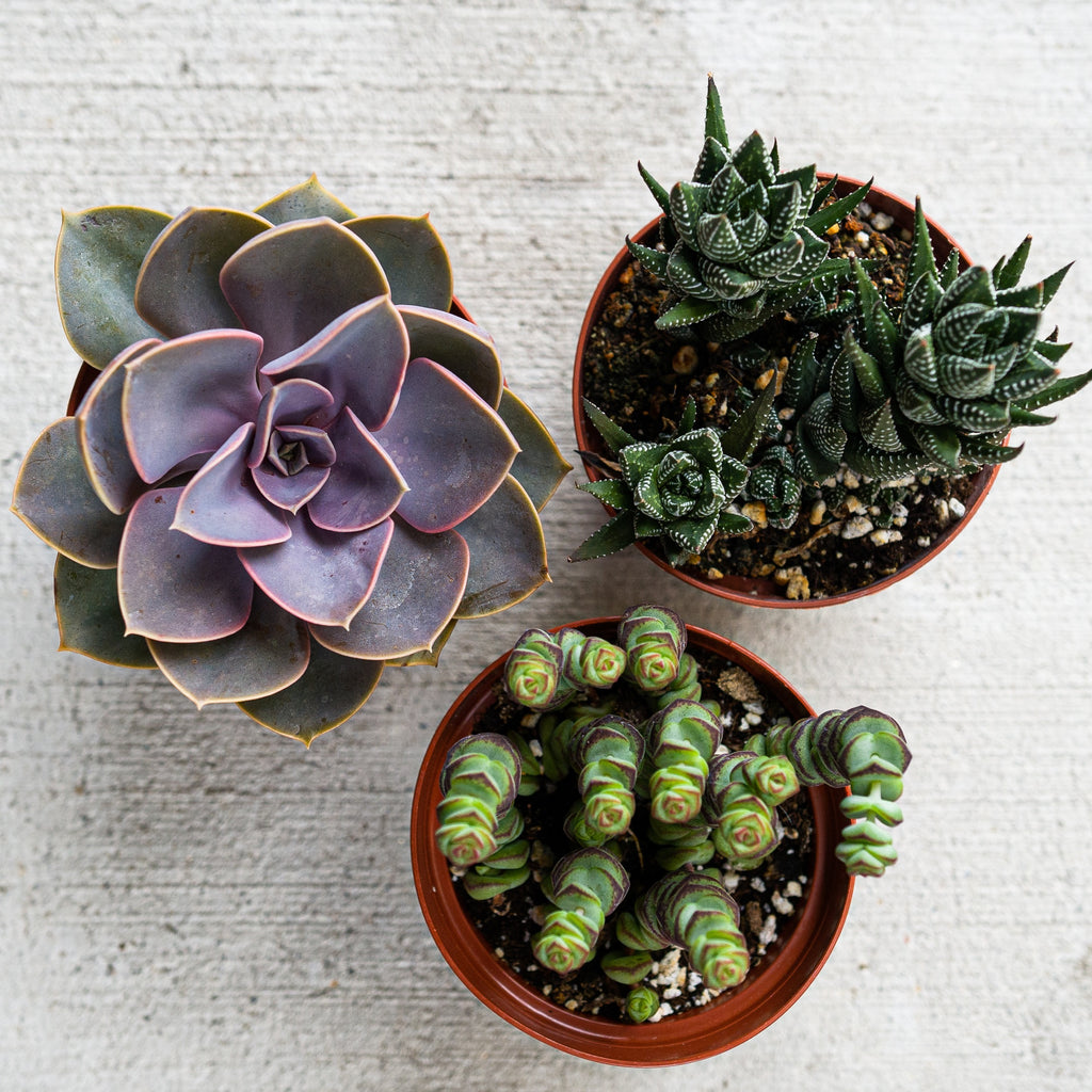 Select Succulent Assortment