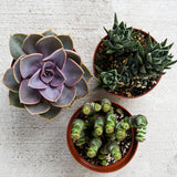 Select Succulent Assortment