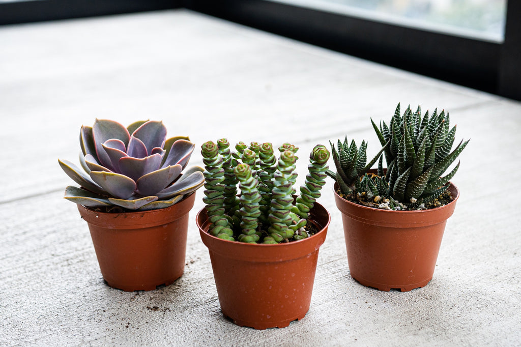 Select Succulent Assortment