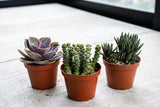 Select Succulent Assortment