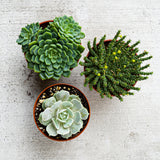 Select Succulent Assortment