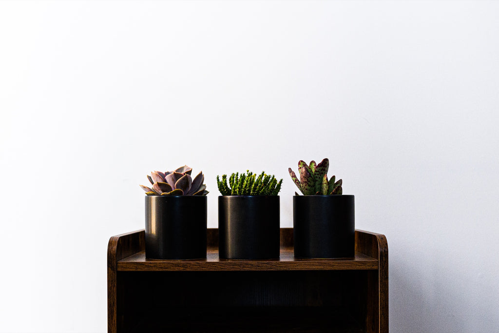 Select Succulent Assortment