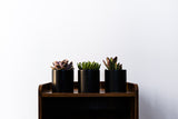 Select Succulent Assortment