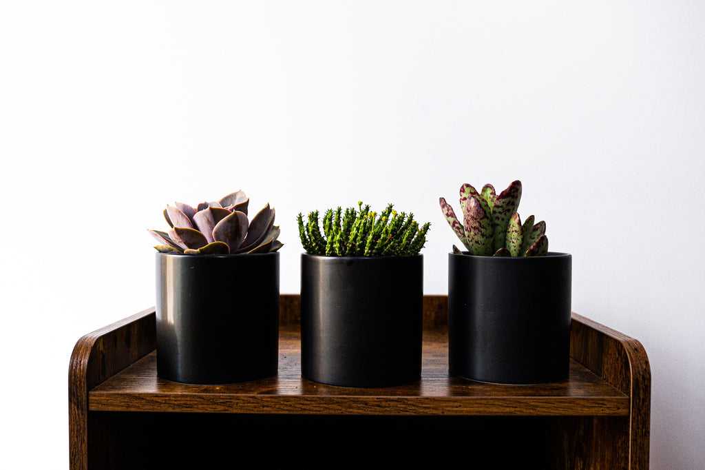 Select Succulent Assortment