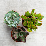 Select Succulent Assortment