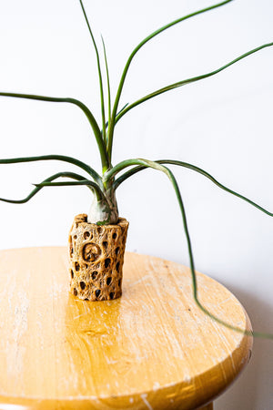 Bulbosa Belize