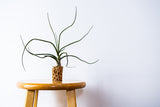 Bulbosa Belize