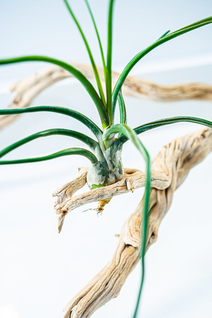 Bulbosa Belize