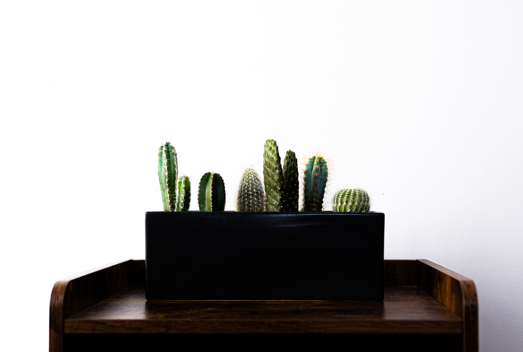 Cactus Mix