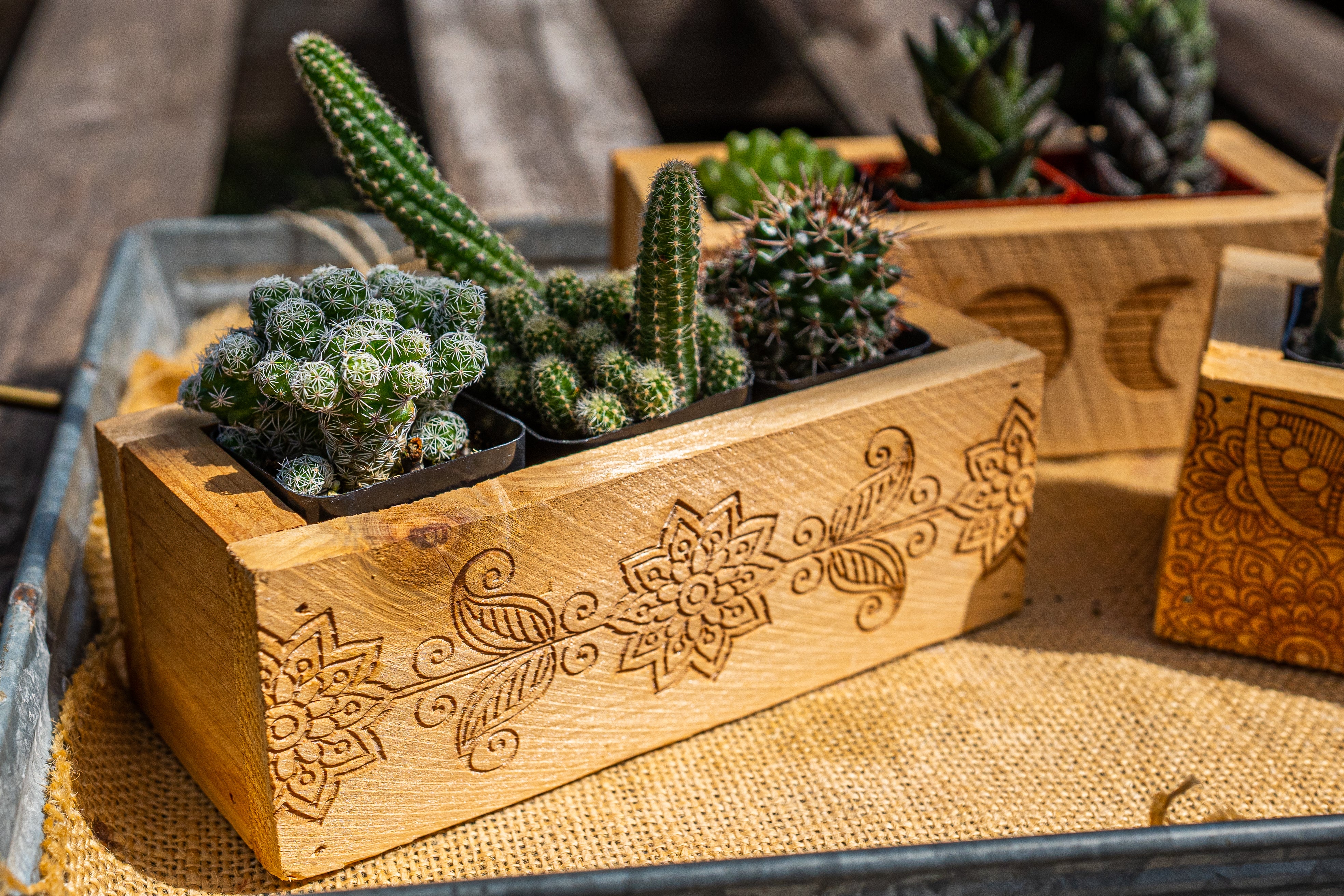 succulent shadow box planter Cedar Wood Succulent Planter – Lyra Gardens