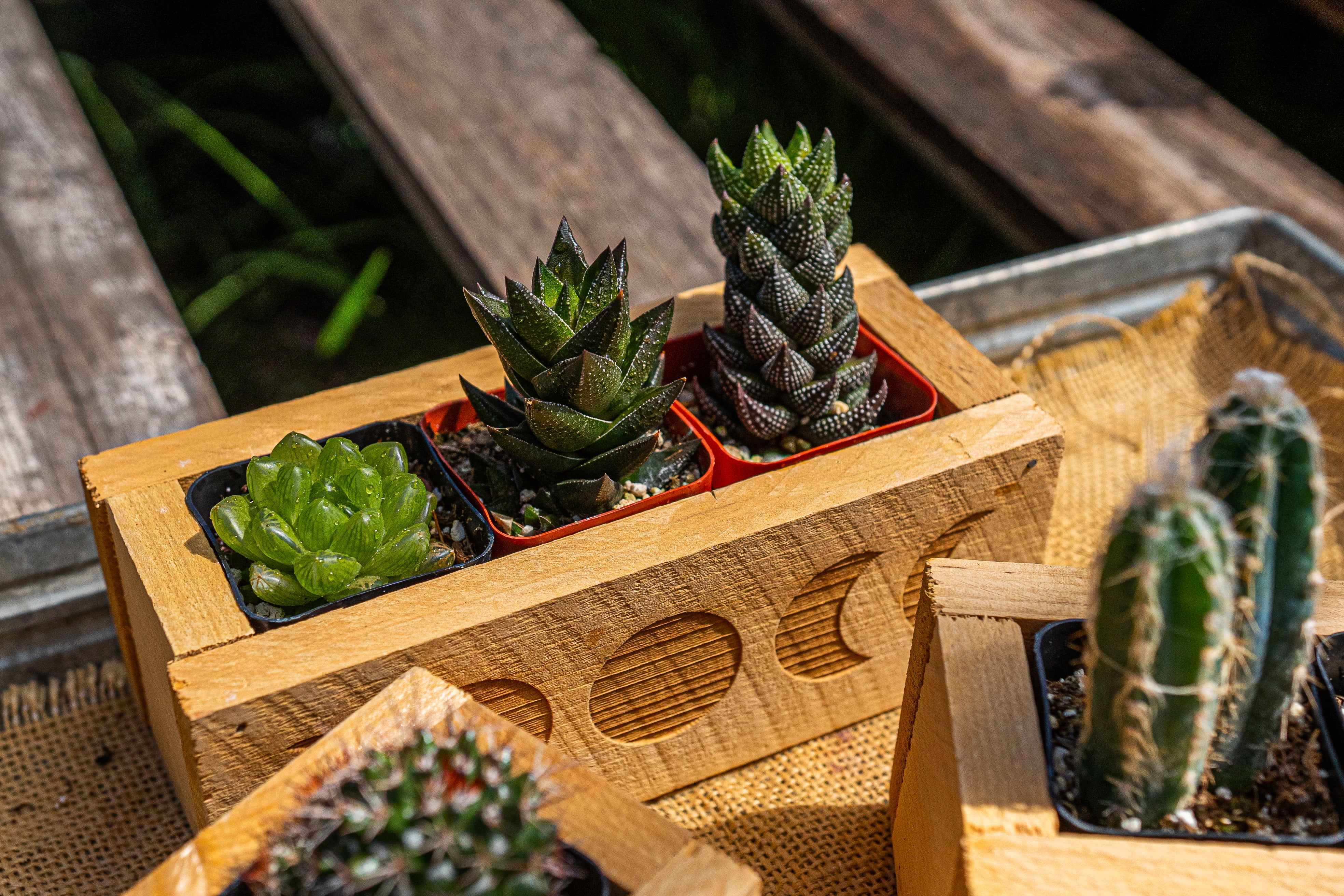 wood succulent planter box Cedar Wood Succulent Planter