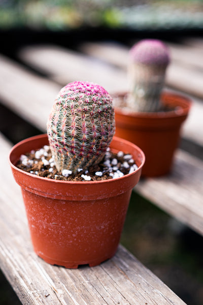 Rainbow Hedgehog Cactus – Lyra Gardens