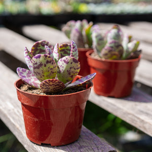Tiger Kalanchoe humilis