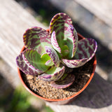Tiger Kalanchoe humilis