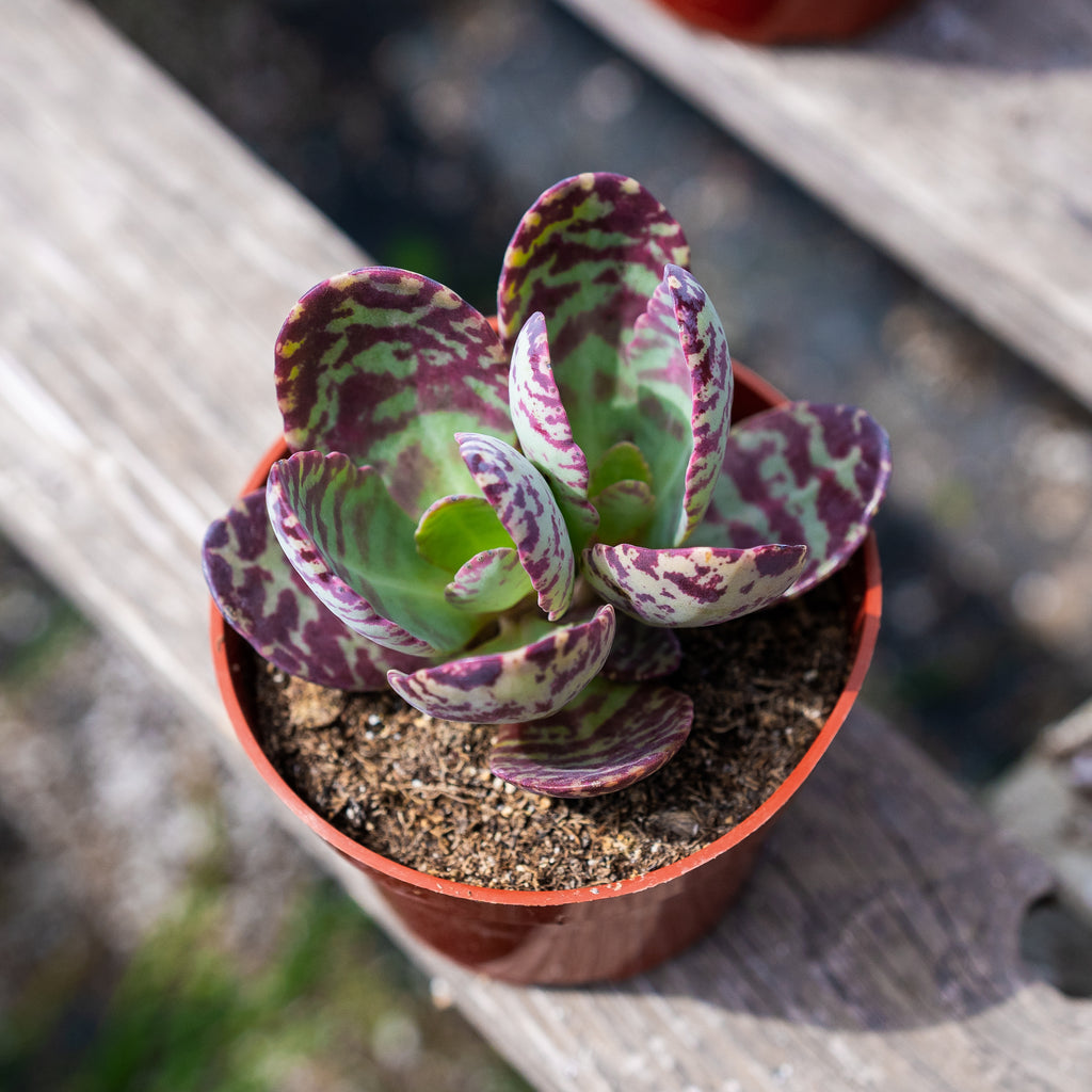 Tiger Kalanchoe humilis
