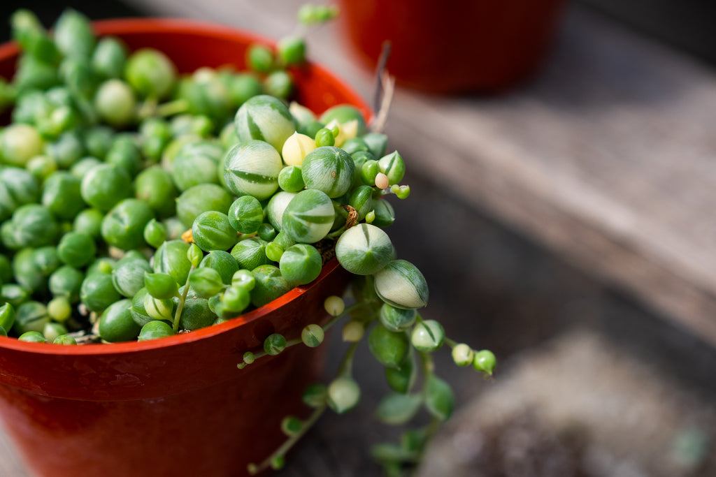 Variegated String of Pearls
