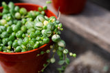 Variegated String of Pearls