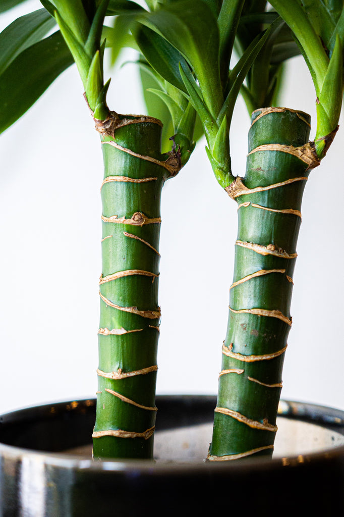 Dragon Plant Dracaena Elegance