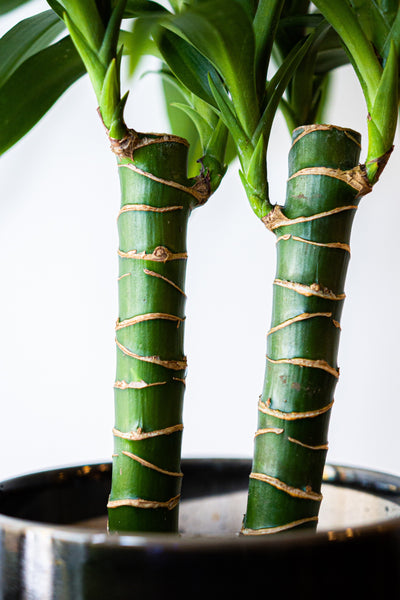 Dragon Plant Dracaena Elegance  Lyra Gardens
