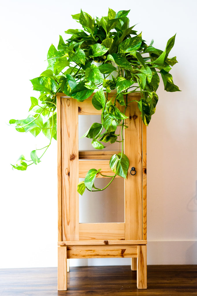 Pothos Golden