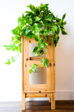 Pothos Golden