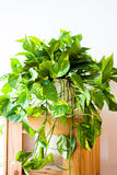 Pothos Golden