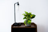 Pothos Golden