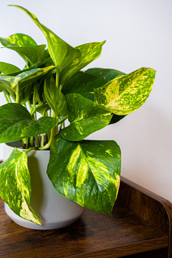 Pothos Golden