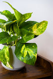 Pothos Golden