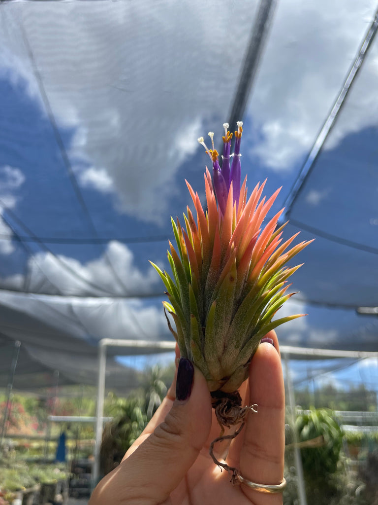 Large Ionantha Peach