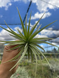 Tillandsia espinosa small form- LARGE