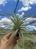 Tillandsia espinosa small form- LARGE