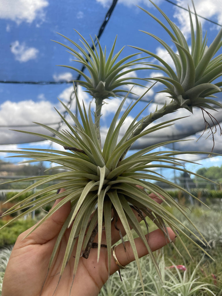 Tillandsia espinosa small form- LARGE
