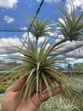 Tillandsia espinosa small form- LARGE