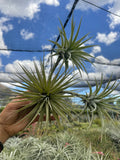 Tillandsia espinosa small form- LARGE